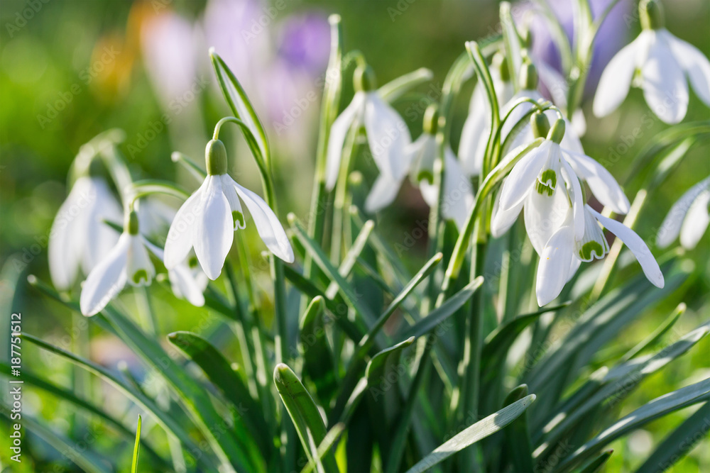 The first snowdrops. Shallow depth of field The first snowdrops. Shallow depth of field