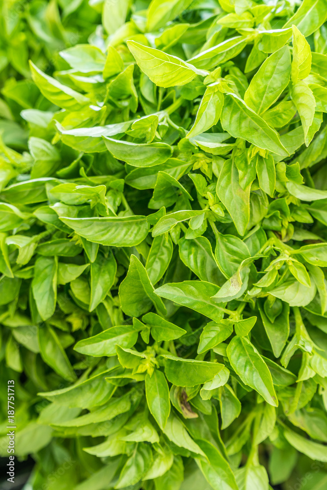 Green basil herbs. Large bunch of basil close-up. Green basil herbs. Large bunch of basil close-up.