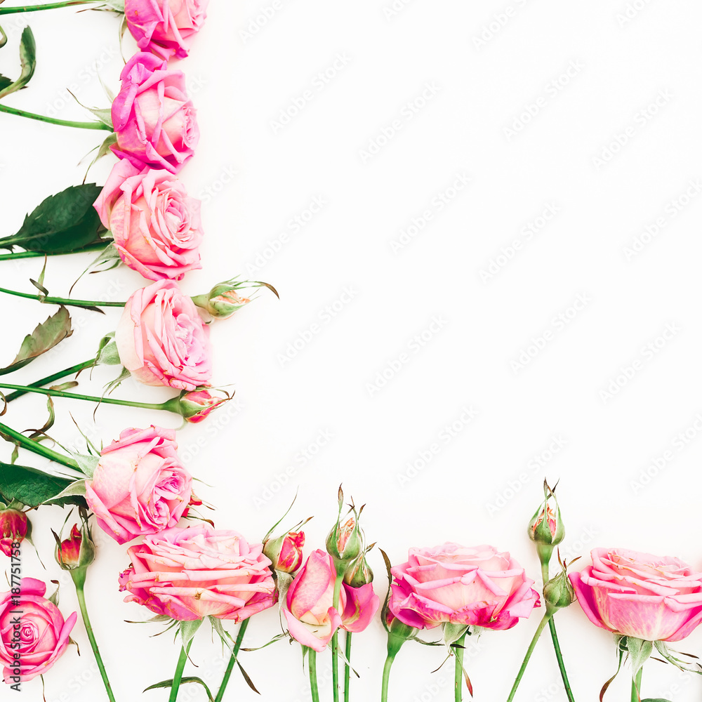 Frame made of pink roses and buds with copy space on white background. Flat lay, Top view.