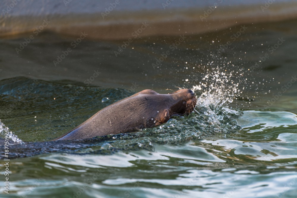 Obraz premium Wasser spritzender Seelöwe