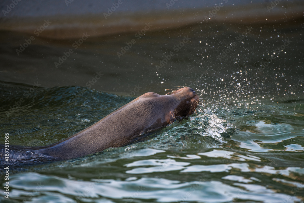 Fototapeta premium Schwimmeneder Seelöwe