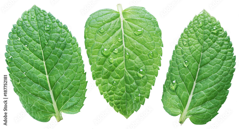 Three spearmint or mint leaves with water drops on white background. Top view. - obrazy, fototapety, plakaty 