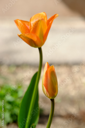 Beautiful orange tulip flower in a spring garden.