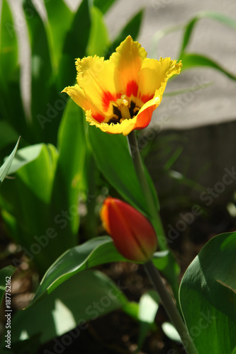 Red and yellow tulip flower in a spring garden.