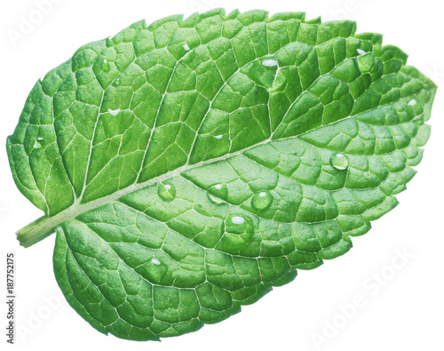 Spearmint leaf or mint leaf with water drops on white background.