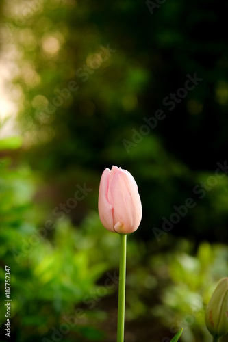 Pink tulip flower in a green spring park.