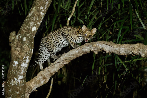 Bilde på lerret Very rare ocelot in the night of brazilian jungle, endangered and nocturnal species, leopardus pardalis in latin, wild animal in the nature habitat