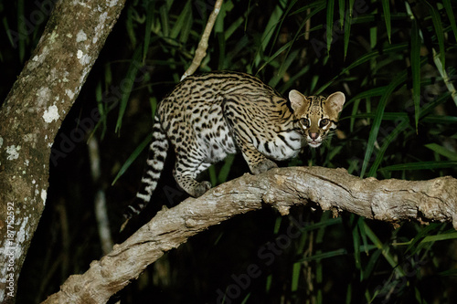 Obraz na plátně Very rare ocelot in the night of brazilian jungle, endangered and nocturnal species, leopardus pardalis in latin, wild animal in the nature habitat