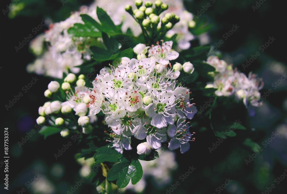 blossom blossom