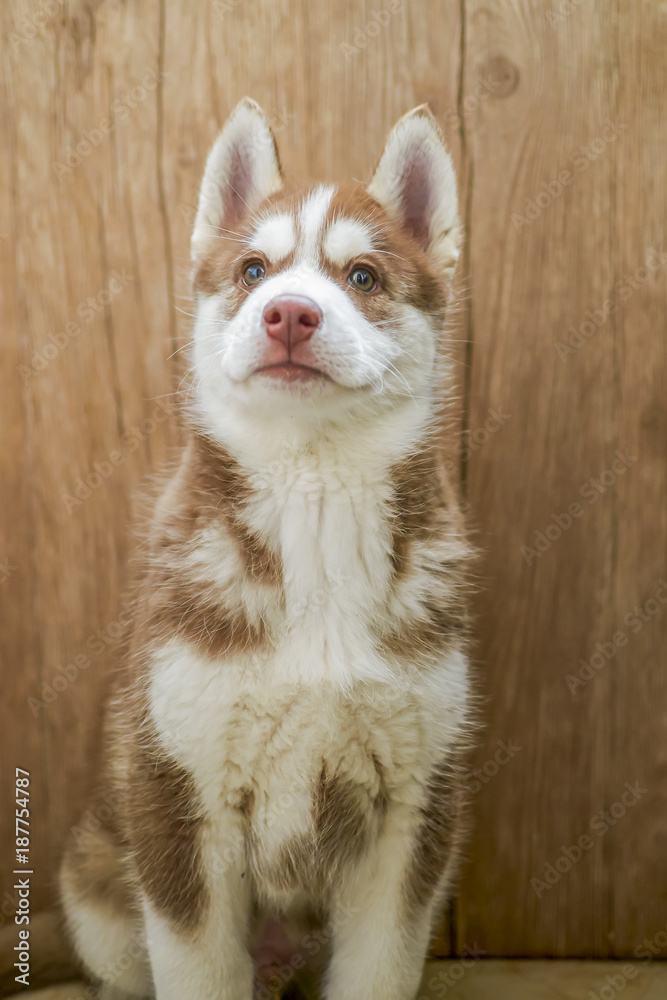 Cute Siberian husky Stock | Adobe Stock