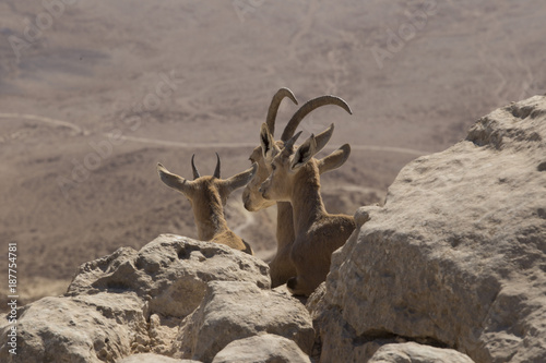 three young mountain goats look at the Judean desert sitting among the stones high on the mountains photo