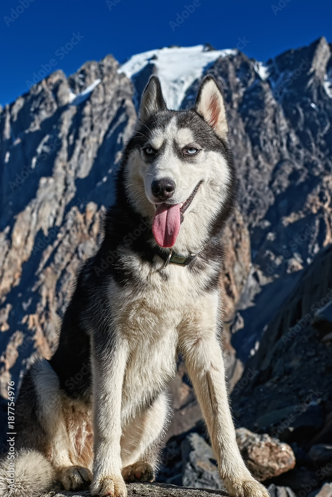 Fototapeta premium A young dog Siberian husky