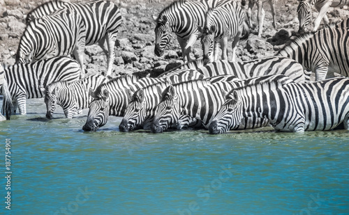 Huge herds of Buchell s zebras concentrated around the Okaukeujo Waterhole  Etosha National Park  Namibia