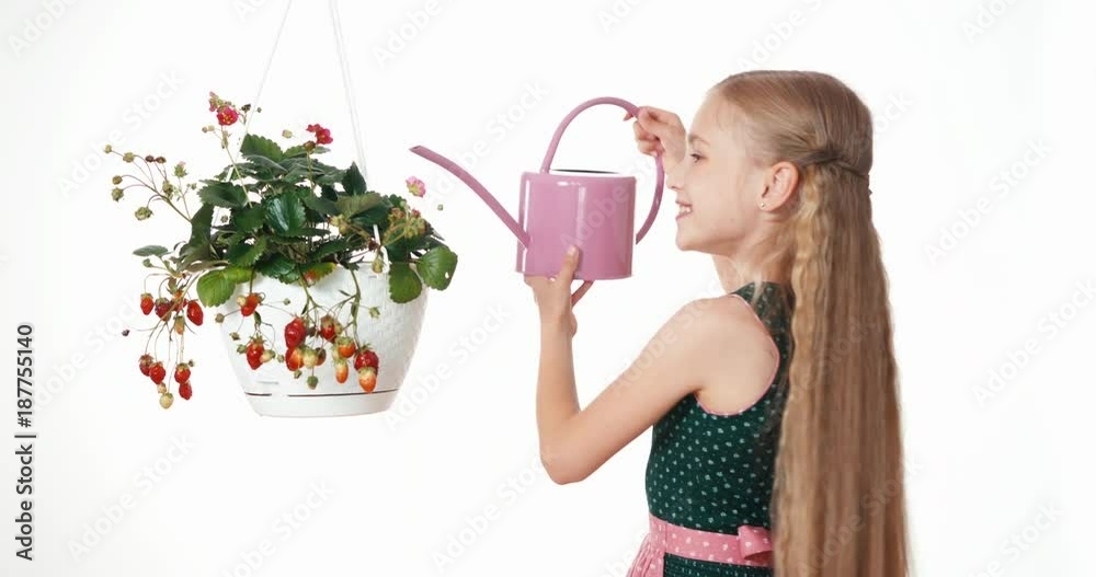 Girl watering strawberry in pot on white background Girl watering strawberry in pot on white background
