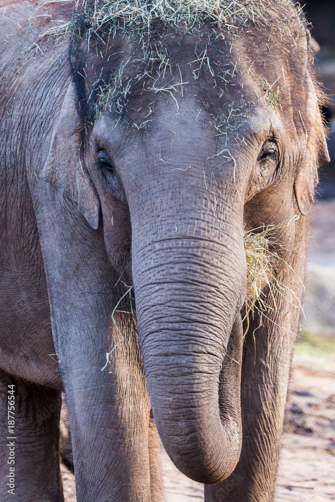 Fototapeta premium Asian elephant faces the camera