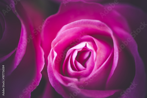 Close up centre d une rose