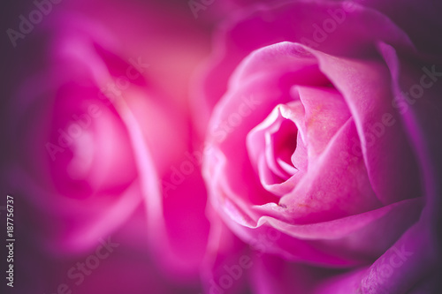 Close up centre d une rose