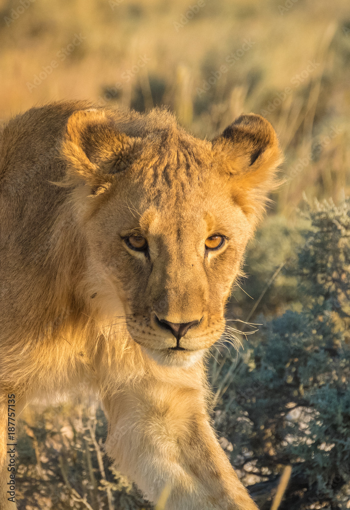 Lionesses and cubs gather and move early in the evening, Nebrownii waterhole, Okaukeujo, Etosha National Park, Namibia Lionesses and cubs gather and move early in the evening, Nebrownii waterhole, Okaukeujo, Etosha National Park, Namibia