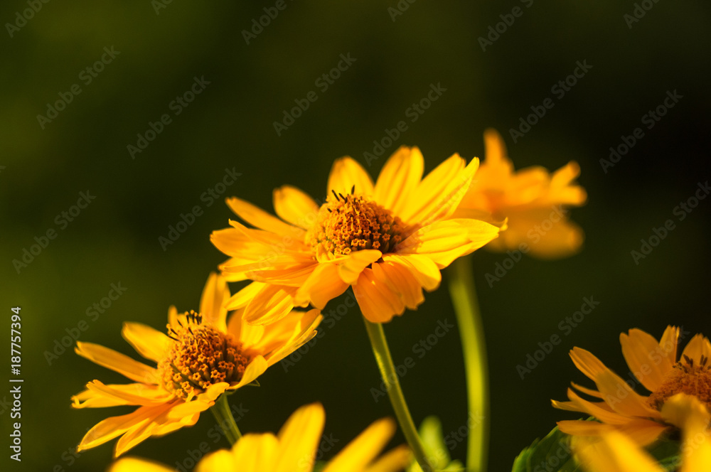 bouquet of bright yellow flowers Heliopsis helianthoides