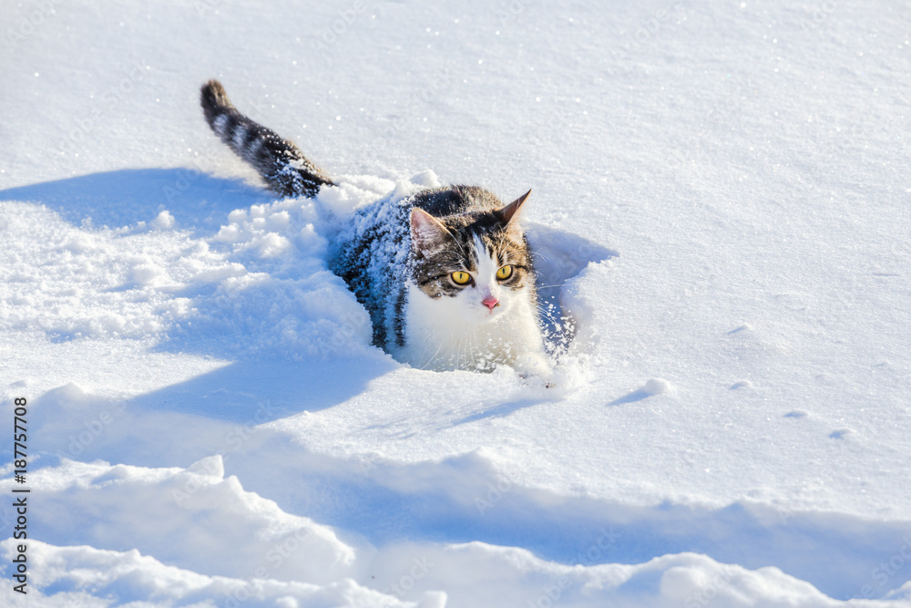 Fototapeta premium Funny tabby cat walking on the snow