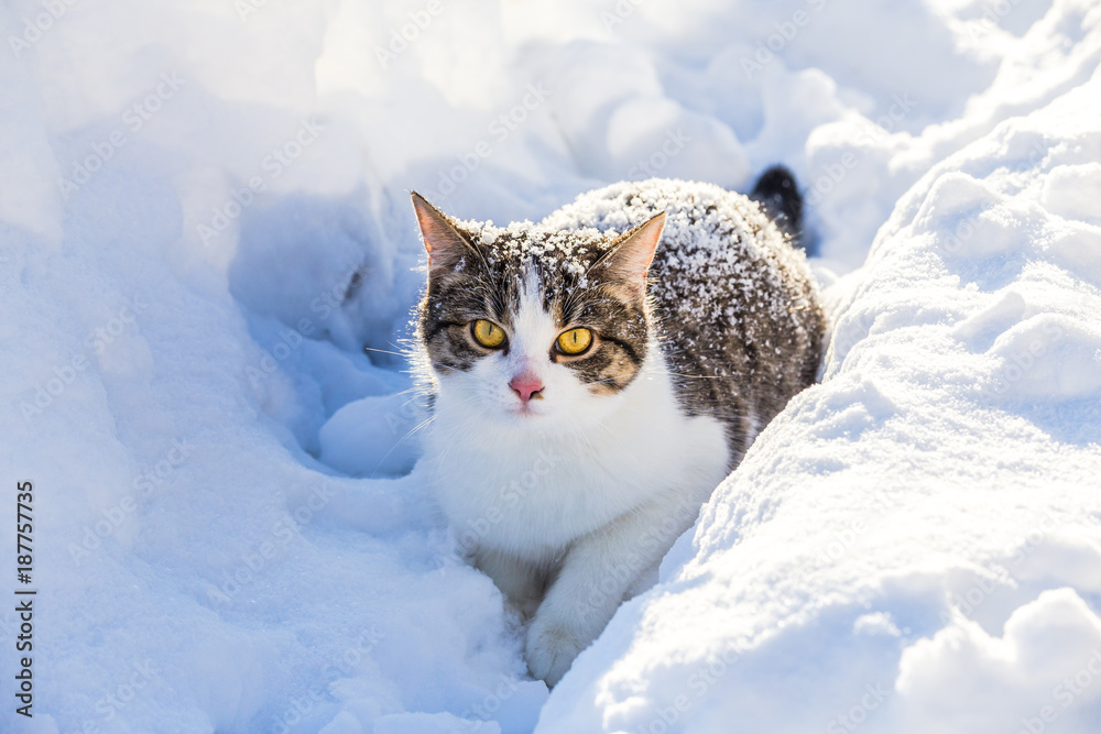 Naklejka premium Funny tabby cat sitting in the snow