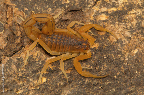 Fat tailed scorpion Hottentotta rugiscutis from type locality, Chengalpettu, Tamil Nadu, India