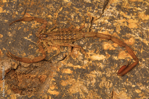 Bark scorpion, Isometrus vittatus which bears a long metasoma and short sting. Common on tree trunks. Chengalpettu, Tamil Nadu, India photo