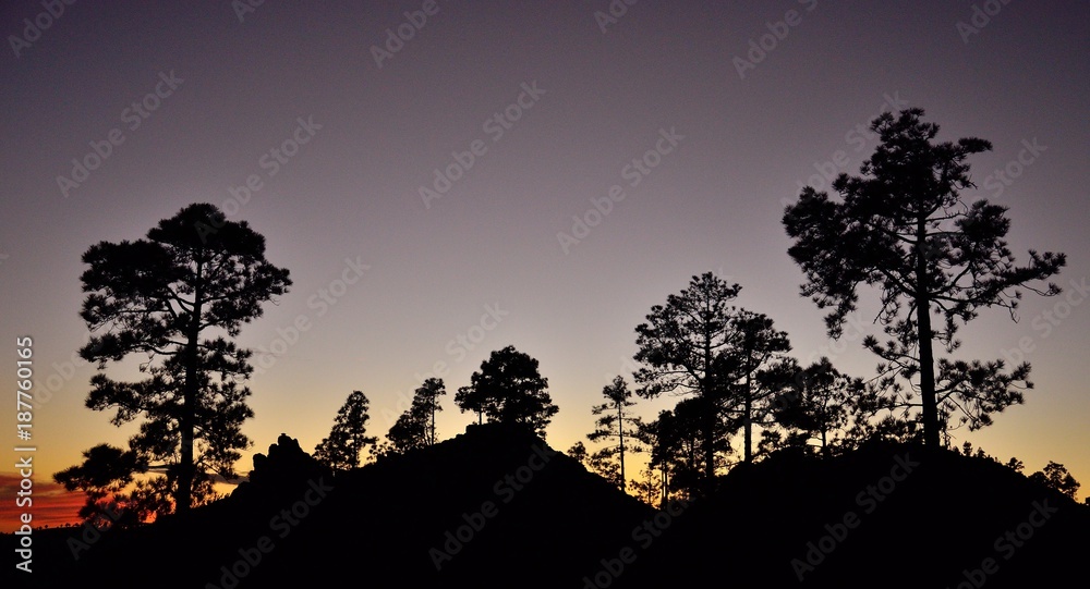Pine forest at nightfall, Pinus canariensis, Natural park of Pilancones, Canary islands
