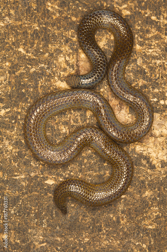 Elliot's shieldtail snake, Uropeltis ellioti. Western Ghats of Kaas plateau, Satara district, Maharashtra