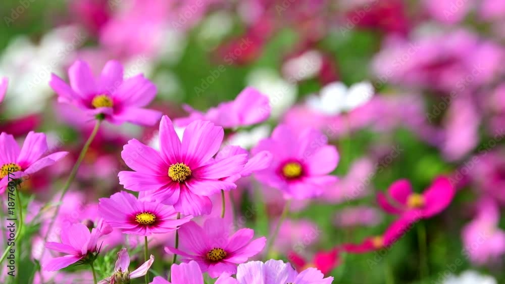 Pink cosmos flower in the wind at cosmos field. Pink cosmos flower in the wind at cosmos field.