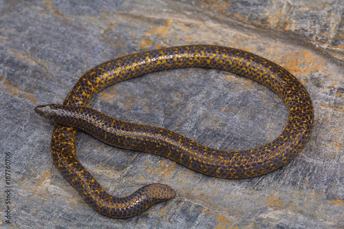 Unidentified shieldtail, Uropeltis snake form Bangalore, Karnataka, India