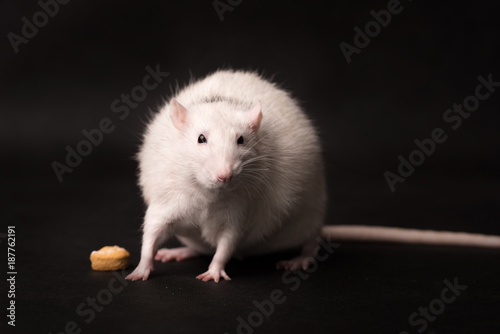 White rat isolated on dark background