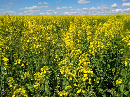 Fototapeta Naklejka Na Ścianę i Meble -  Beautiful natural landscape: field with yellow rape flowers against the blue sky, agriculture, nature, countryside