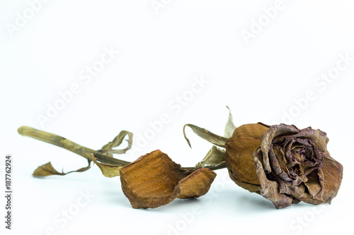 Foto Closeup withered red rose on white background
