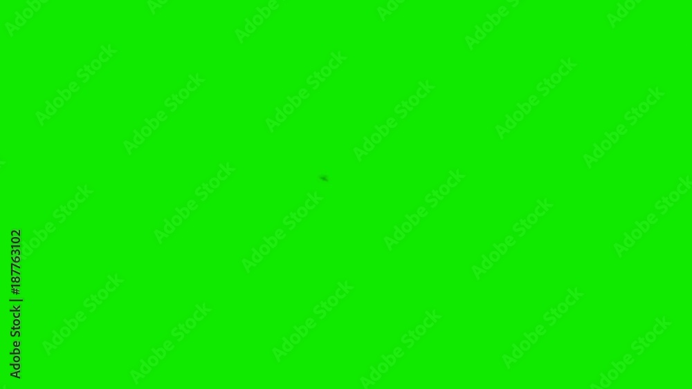 An Annoying fly on a Green Screen Background