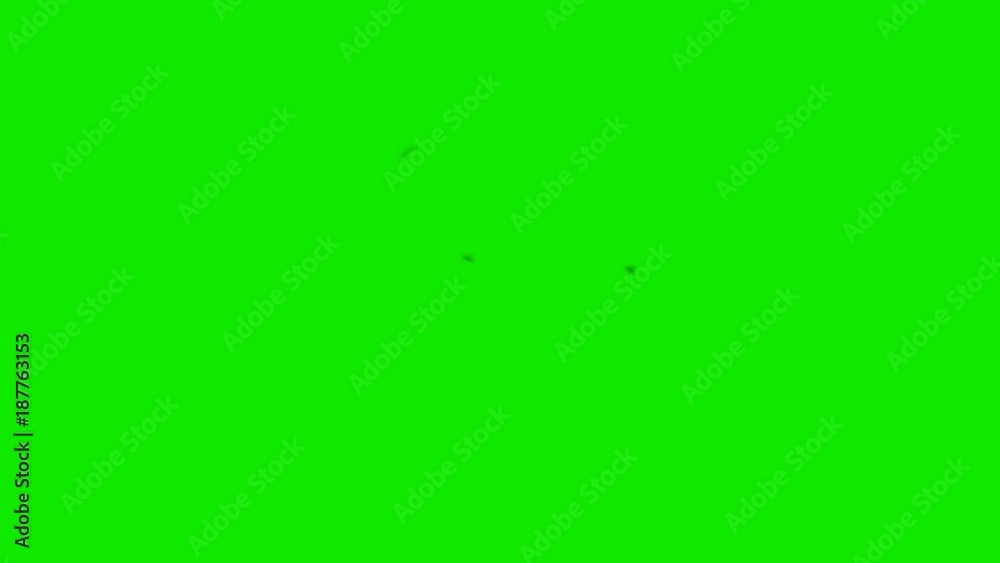 Annoying flies on a Green Screen Background