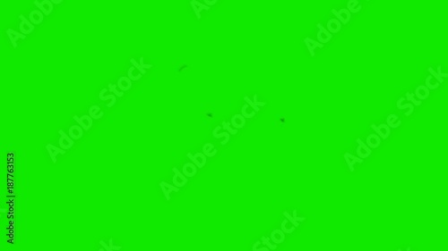 Annoying flies on a Green Screen Background