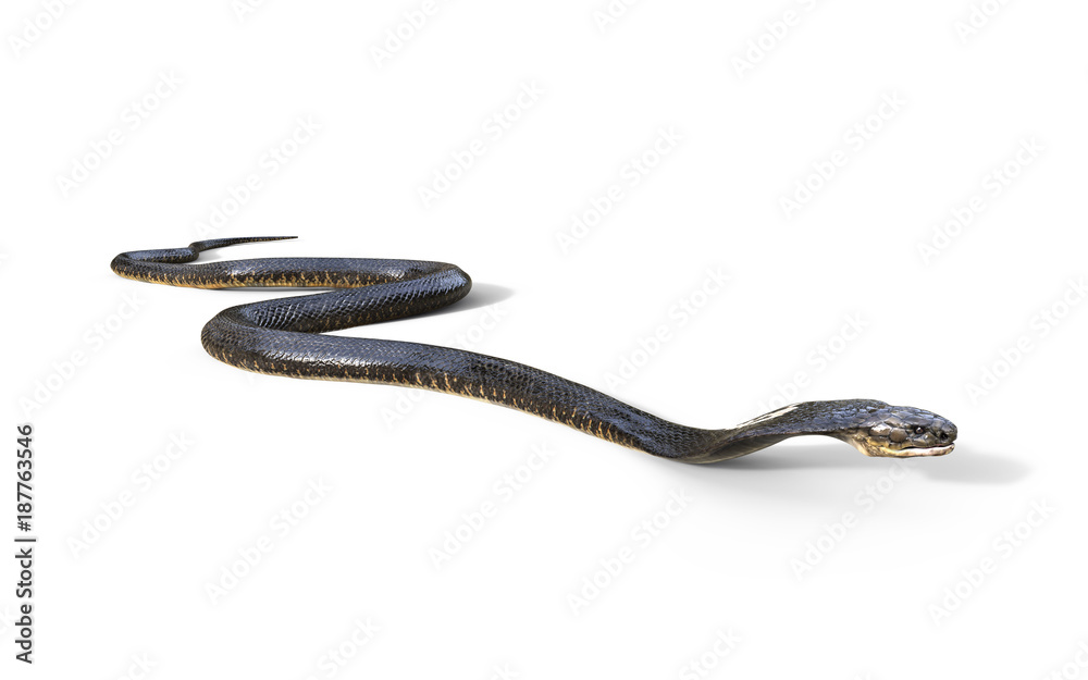 Naklejka premium 3d King Cobra The World's Longest Venomous Snake Isolated on White Background, King Cobra Snake, 3d Illustration, 3d Rendering