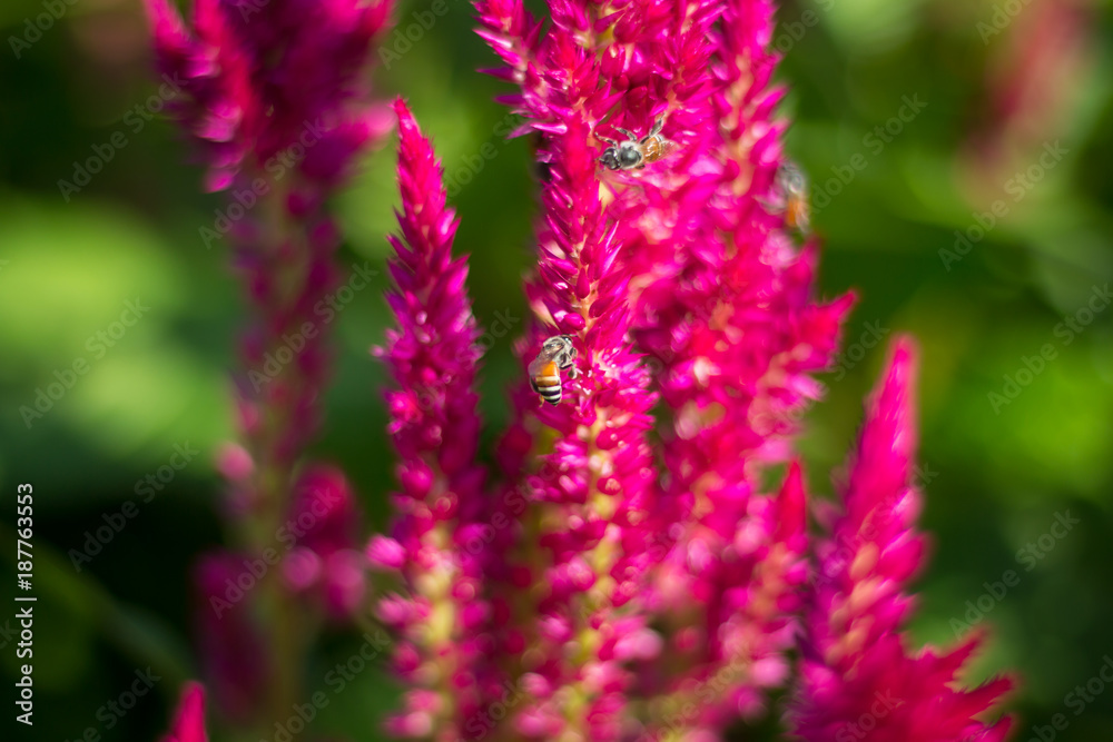 Bee collects pollen sweet from spring flower. Bee collects pollen sweet from spring flower.