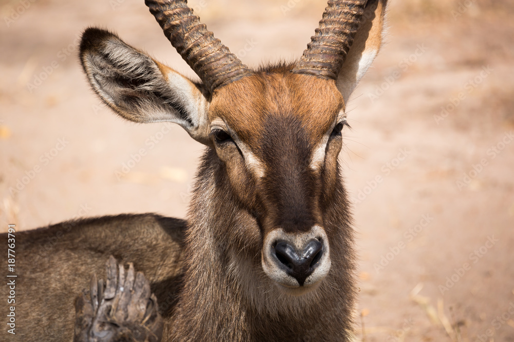 Antilope - Portrait Antilope - Portrait