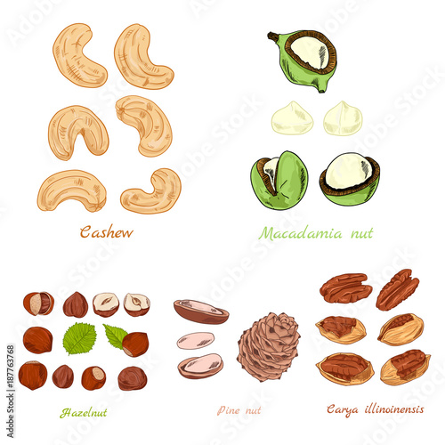 Set of nuts color hand-draw