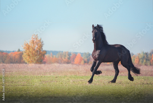 Big black Friesian horse runs on the field on autumn background