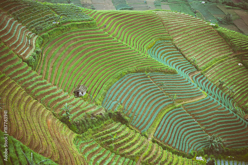 Artistically terraced onion fields captured in the morning from top angle.