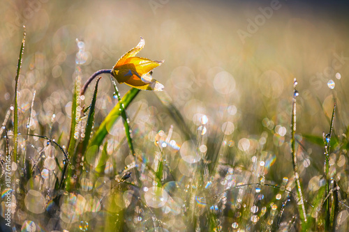 beautiful closeup flower in a water drops © Yuriy Kulik