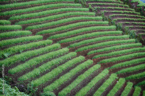 Artistically terraced onion fields captured in the morning from top angle.