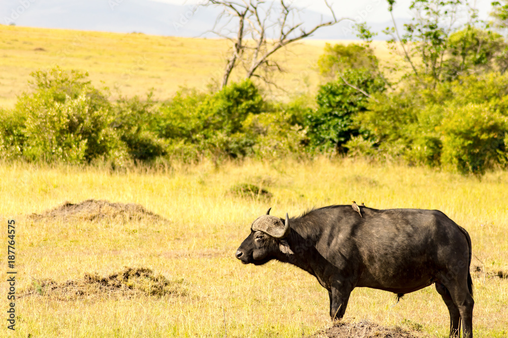 Isolated Buffalo grazing in the savannah of Maasai Mara Park in North West Kenya Isolated Buffalo grazing in the savannah of Maasai Mara Park in North West Kenya