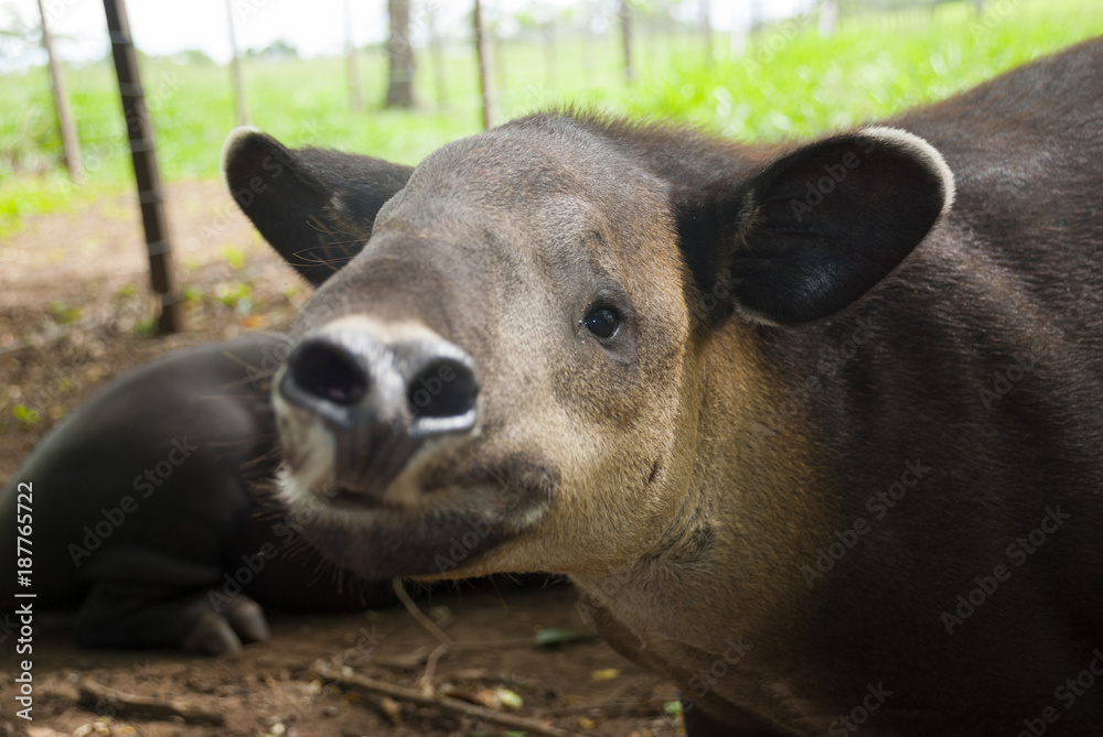 A tapir (Tapirus bairdii) is a large browsing mammal, similar in shape to a pig, with a short, prehensile snout. A tapir (Tapirus bairdii) is a large browsing mammal, similar in shape to a pig, with a short, prehensile snout.