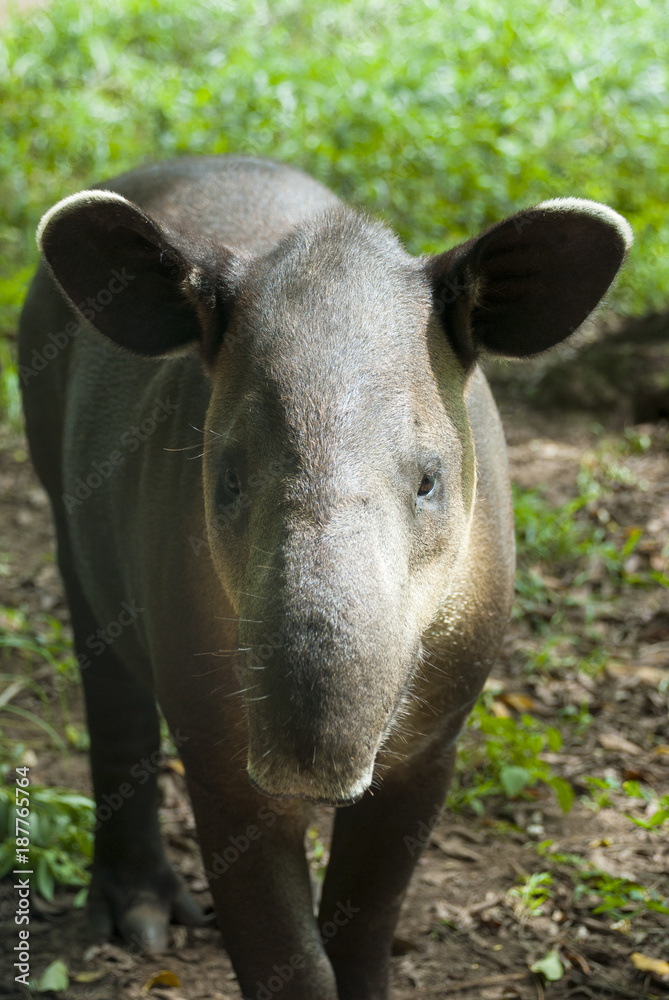 A tapir (Tapirus bairdii) is a large browsing mammal, similar in shape to a pig, with a short, prehensile snout.