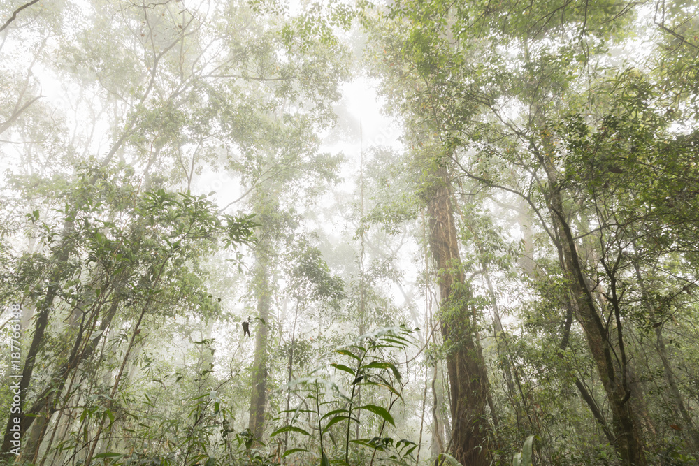 Fototapeta premium green trees