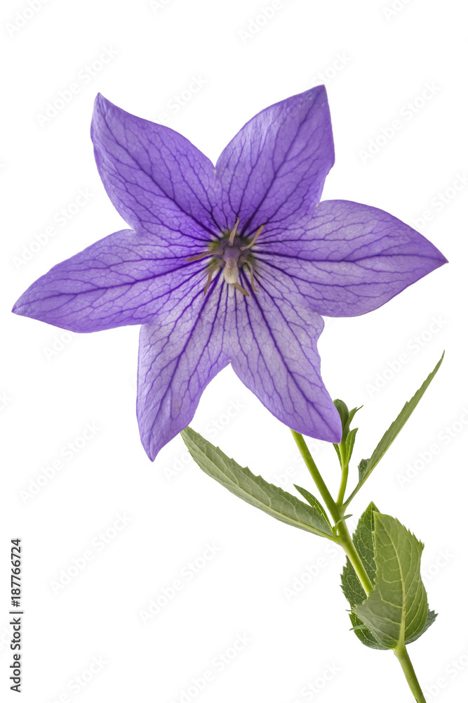 Violet flower of Platycodon, Platycodon grandiflorus, or bellflowers, isolated on white background. Balloon flower of violet Platycodon in bloom during summer Violet flower of Platycodon, Platycodon grandiflorus, or bellflowers, isolated on white background. Balloon flower of violet Platycodon in bloom during summer